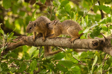Two African bush squirrels in a tree in the Kruger National Park, grooming each other.