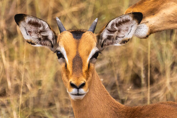 Mug shot of young Impala ram (Aepyceros melampus), who’s horns are just starting to appear. 