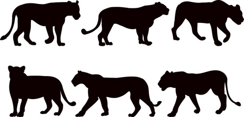 lionesses set of black silhouettes, vector