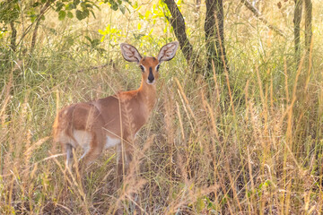 A steenbok doe, looking over her shoulder in the long grasses of the wooded savana of the Kruger National Park in South Africa