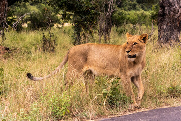 Lioness emerging from the tall grasses onto the edge of the Tar Road in the Kruger National Park in South Africa.