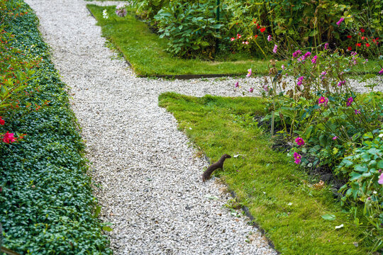 weasel hunting rodents in Botanical garden