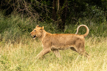 A very happy lioness