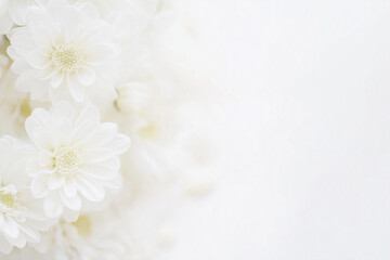 白い花 white flower