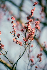 The plum blossoms bloom in spring
