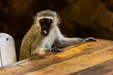 A Vervet monkey, Chlorocebus pygerythrus, sitting at a table eating a packet of sugar it stole. At one of the picnic places in the Kruh=ger National Park.