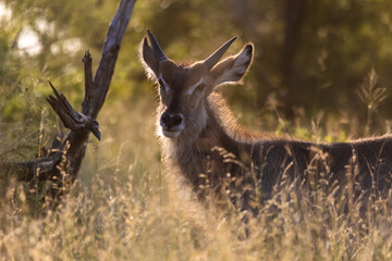 Young waterbuck bull, with its horns just starting to appear, backlit by the golden light of the late afternoon in the high grasses of the wooded savanna of the Kruger National Park.