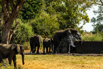Fototapeta premium Elephants taking a bath, splashing itself with water at an artificial dam in the Kruger National Park.