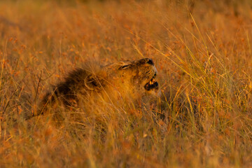 Lion in tall grass roaring, golden in the early morning light in the Kruger national Park.