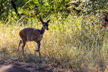 A bushbuck calf next to the road, before following its mother into the bush, in the Kruger National park.