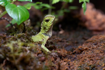 Baby forest dragon lizard inside a bush	