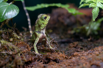 Fototapeta premium Baby forest dragon lizard inside a bush 