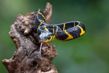 The gold-ringed cat snake in attacking position