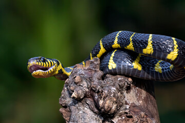 The gold-ringed cat snake in attacking position