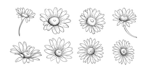 Hand drawn daisy flower line art illustration for botanical floral design tattoo wedding invitations digital prints patterns and branding