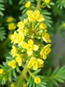 Marjoramis a cold-sensitive perennial herb or undershrub with sweet pine and citrus flavours