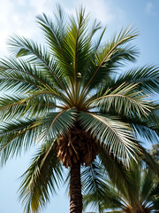 apple  hahd palm open