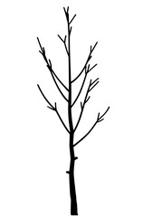 Fototapeta premium Silhouette of a Tree without Leaves – Straight Trunk with Branches Extending into Smaller Twigs, Symbolizing Nature’s Resilience, Change, and the Cycles of Life
