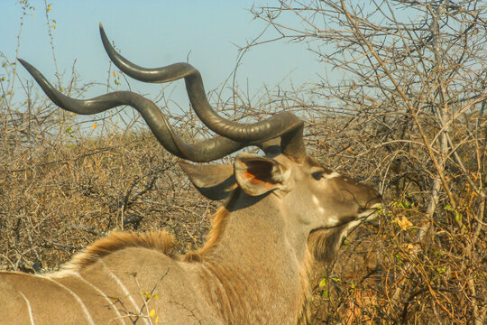 Head of a male greater Kudu browsing on thorn bushes in the Kruger national Park
