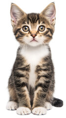 Obraz premium Cute striped kitten sitting and looking forward on a transparent background, perfect for pet or animal themes