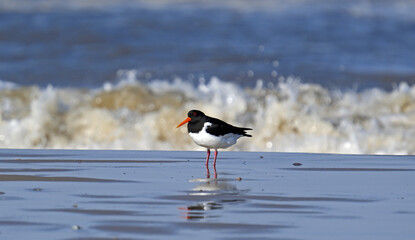 Die Brandung im Rücken