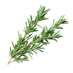 Fototapeta premium A sprig of fresh rosemary isolated on transparent background.