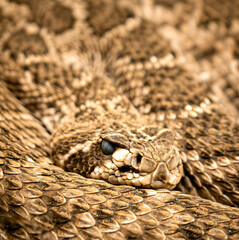 Rattlesnake