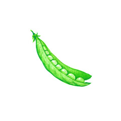 A watercolor illustration of a green pea pod, showcasing the peas inside.