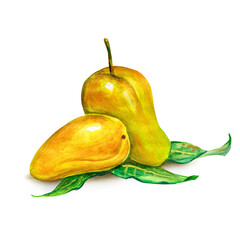 A watercolor illustration of two ripe mangoes resting on green leaves.