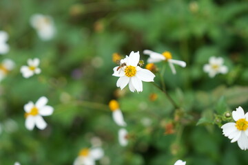 Close-up of a small bee collecting nectar from a white wildflower with a yellow center, surrounded by green foliage and blurred wildflowers in the background.