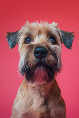 Soft Coated Wheaten Terrier dog on minimalistic colorful background with Copy Space. Perfect for banners, veterinary ads, pet food promotions, and minimalist designs.