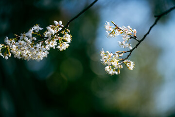 cherry blossom in spring