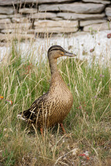 Duck in a Garden  