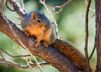 Fox Squirrel perched on a tree branch