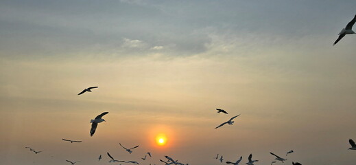 Sunset and Silhouette of Seagulls in Flight. Seagulls fly past setting sun at Bang Pu Recreation Center. Flying birds with twilight light in evening, Blurred abstract background of seagulls flying  
