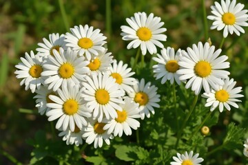 Fototapeta premium A Close up of a Bunch of White and Yellow Daisies - Generative AI