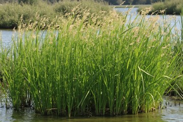 Obraz premium A Bunch of Tall Grass in the Middle of a Body of Water - Generative AI