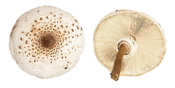 Parasol mushroom or Macrolepiota procera isolated on white background