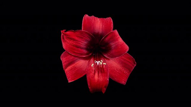 Wilting Time Lapse of Red Amaryllis. The End of Beauty. Withered Flower Comes Out from Life. Perfect Spring Plant Hippeastrum Drying Fast in Timelapse
