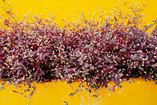 Alternanthera brasiliana L. Kuntze - Brazilian joyweed ( Little Ruby or Ruby leaf) purple leaves with white flower. Ornamental plant in garden on yellow background with copy space. Close up.