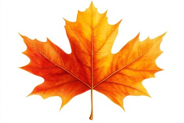 Fototapeta premium Vibrant Orange Autumn Maple Leaf Isolated on White Background Fall Foliage Nature Photography