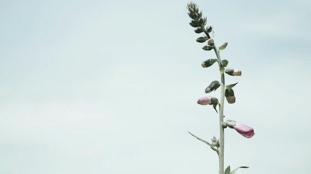 Pink Foxglove plant in the wild close up stock footage