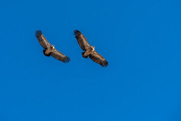 Couple de Vautours Fauves en vol 