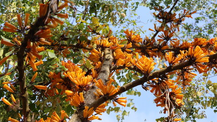 Radermachera ignea on the tree. Orange flowers Tree Jasmine ( Radermachera ignea (Kurz) Steenis ). Beautiful blooming on the tree in low angle view on green leaves background with selective focus.