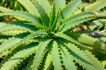 The aloe vera plant. Natural background