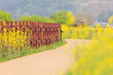 Fototapeta premium a canola-flowered view of the river