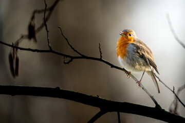 Rouge-gorge Familier en train de chanter 