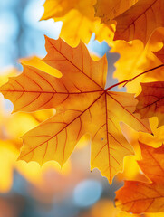 Golden autumn leaves glow in the sunlight.