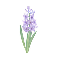 Purple hyacinth with green leaves. Watercolor botanical illustration on a white background. Hand drawn flower clipart for invitations, greetings, wedding, postcard design