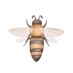 Bee flying, top view. Garden insect illustration isolated on white. Stylized hand drawn design element.